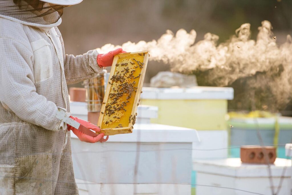 Beekeeper holding a honey comb